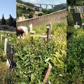 Voltri, erba alta tra le tombe del cimitero Leira: “Situazione vergognosa, non è il modo di tenere un campo di defunti” (foto e video)