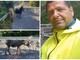 Un cantoniere mette in salvo due cavali e un asino vaganti sulla statale 45 (FOTO e VIDEO)