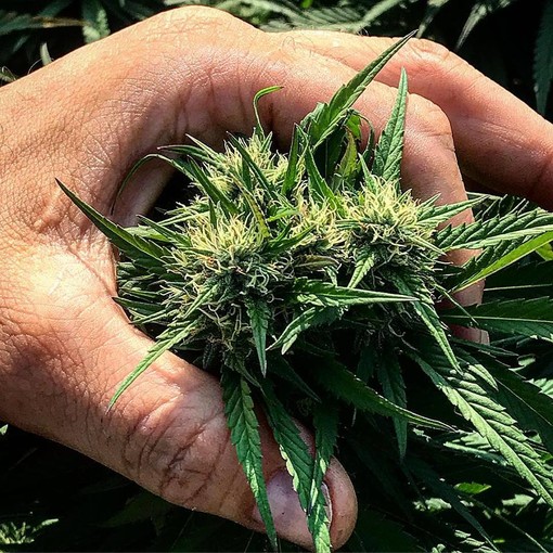 Ricette mediche false per medicinali a base di cannabis, denunciati