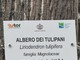 Gli alberi hanno una voce: nasce il cammino dei "Monumenti Verdi" per riscoprire l’anima della città