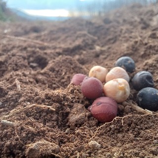 Dal seme al piatto - Ceci, gli umili legumi sulla tavola dei re