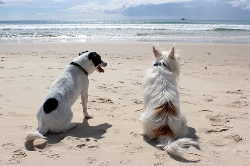 Ecco tutte le regole per portare i cani in spiaggia, sia al mare che al lago