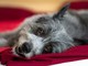 Anche i cani soffrono il rientro dalle vacanze: sei consigli per affrontare settembre senza stress Anche i cani soffrono il rientro dalle vacanze: sei consigli per affrontare settembre senza stress