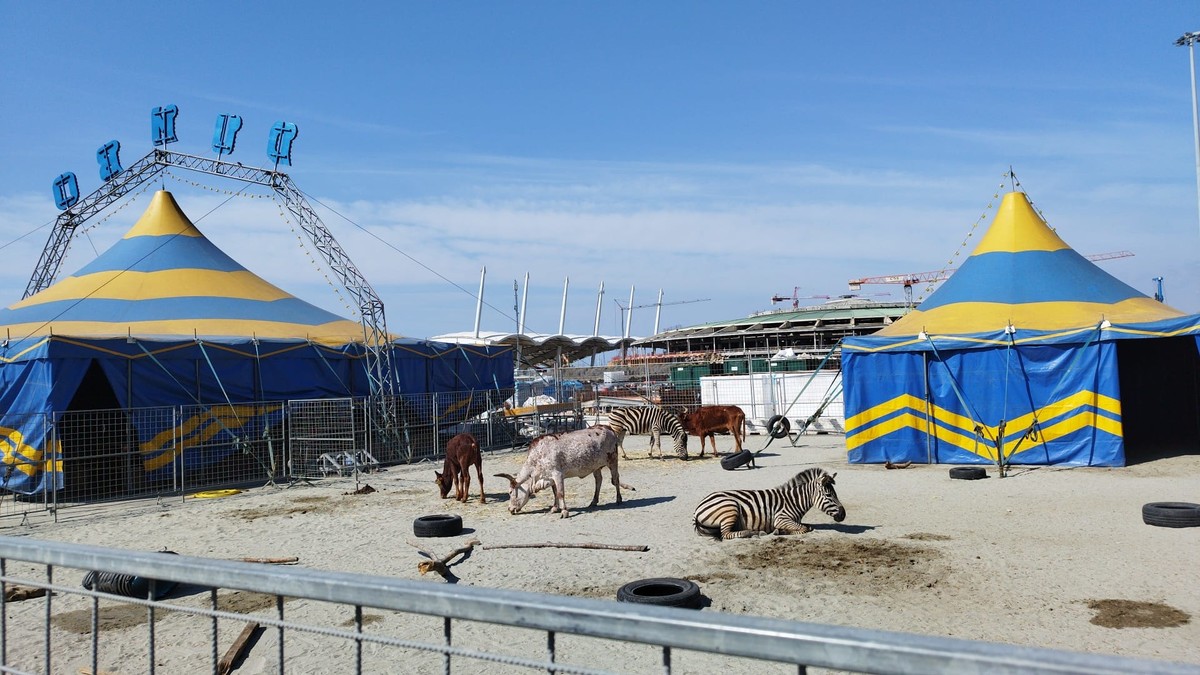 Lama scappato in corso Italia, parla il circo: "Sono stati gli animalisti" Lama scappato in corso Italia, parla il circo: "Sono stati gli animalisti"