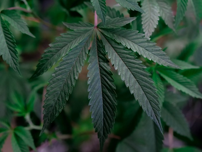 CBD: come scegliere il prodotto più adatto alle proprie esigenze