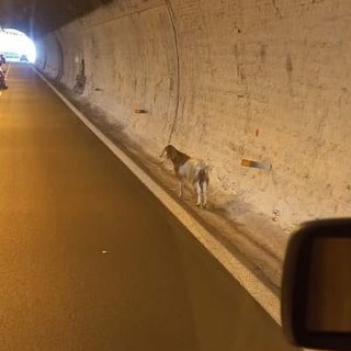 Capra passeggia in autostrada vicino al casello di Genova Ovest