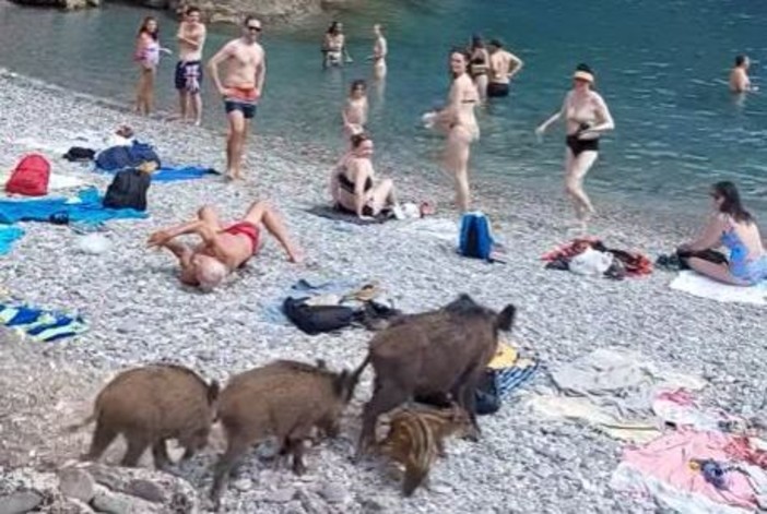 La merenda dei cinghiali a San Fruttuoso di Camogli in mezzo ai bagnanti: ormai sono incontenibili