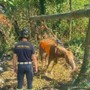 Mignanego, cavallo cade in un fosso: salvato dai vigili del fuoco con un paranco Mignanego, cavallo cade in un fosso: salvato dai vigili del fuoco con un paranco