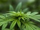 Quali sono i benefici legati all’olio di cannabis?