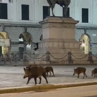 Cinghiali a spasso in piazza De Ferrari: un nuovo video virale nelle chat genovesi