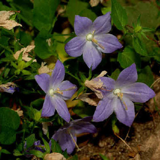 La Campanula di Noli foto Archivio Moreschi Sanremo