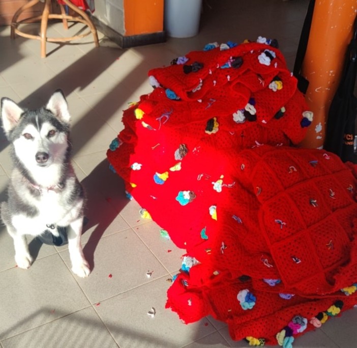 San Fruttuoso, il manto dell’albero di piazza Martinez diventa coperte per il canile