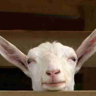 Festa Sacrificio musulmana, animali sgozzati: denunce per il "rito" in casa