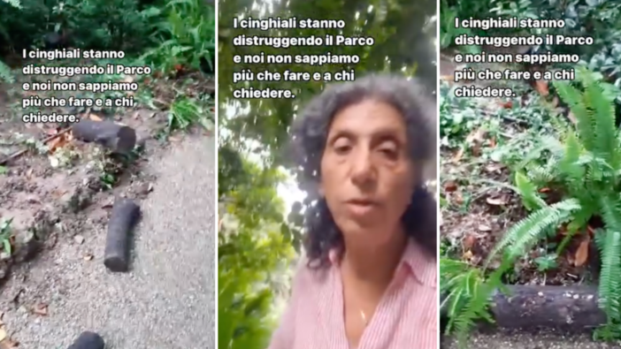 Pegli, il parco di Villa Pallavicini devastato dai cinghiali. L’appello della direttrice: “Il Comune deve ascoltarci” Pegli, il parco di Villa Pallavicini devastato dai cinghiali. L’appello della direttrice: “Il Comune deve ascoltarci”