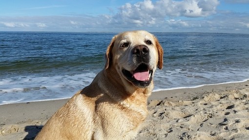 Speciale ristoranti, hotel e spiagge: accetti i cani? Contattaci per un nuovo progetto estivo!