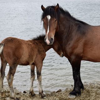 Cavalli della Val d'Aveto, Piana: &quot;Studio multidisciplinare per il benessere degli animali&quot;