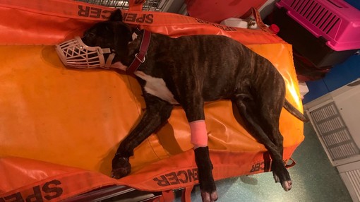 Cane cade dai giardini del Matitone e si schianta a terra: muore dopo poche ore Cane cade dai giardini del Matitone e si schianta a terra: muore dopo poche ore