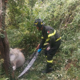 Cavallo cade in una scarpata, salvato dai Vigili del Fuoco Cavallo cade in una scarpata, salvato dai Vigili del Fuoco