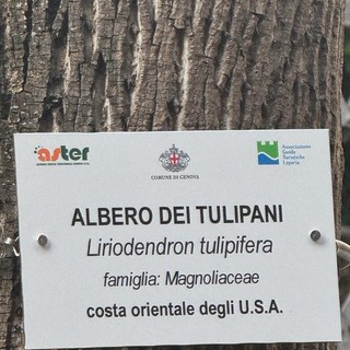 Gli alberi hanno una voce: nasce il cammino dei "Monumenti Verdi" per riscoprire l’anima della città
