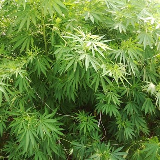 &quot;Green Weeks&quot;: gli eventi di InFioreScienza per scoprire la cannabis terapeutica