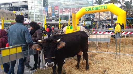 Mucche e pecore in porto, #iostoconlaLiguria: la protesta di Coldiretti