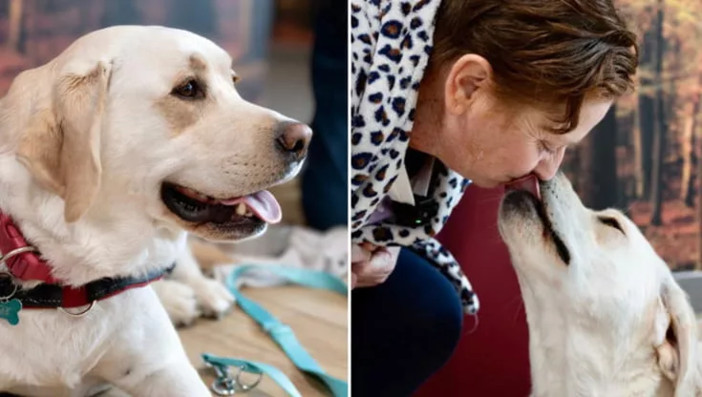 Premio Fedeltà del cane, il “Primus inter pares” a Joy: con la sua insistenza ha portato Barbara a scoprire un tumore al pancreas Premio Fedeltà del cane, il “Primus inter pares” a Joy: con la sua insistenza ha portato Barbara a scoprire un tumore al pancreas