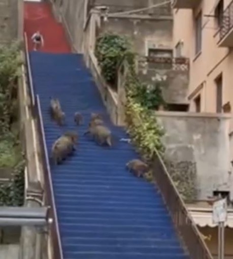 Dieci cinghiali di corsa sulla scalinata Filippo Guerrieri. Il video virale su Tik Tok