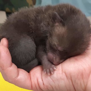 Una cucciola di volpe trovata sul ciglio della strada dai volontari dell'Enpa di Genova: "Faremo il meglio per crescerla forte e sana"