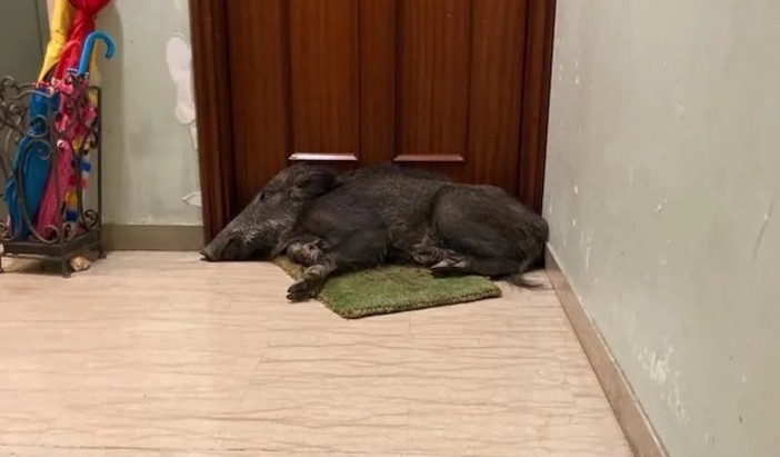 Quezzi, esce di casa e si trova un cinghiale addormentato sullo zerbino Quezzi, esce di casa e si trova un cinghiale addormentato sullo zerbino