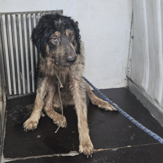 Cane maltrattato e deperito salvato dalla Croce Gialla: trasferito al canile di Monte Contessa Cane maltrattato e deperito salvato dalla Croce Gialla: trasferito al canile di Monte Contessa