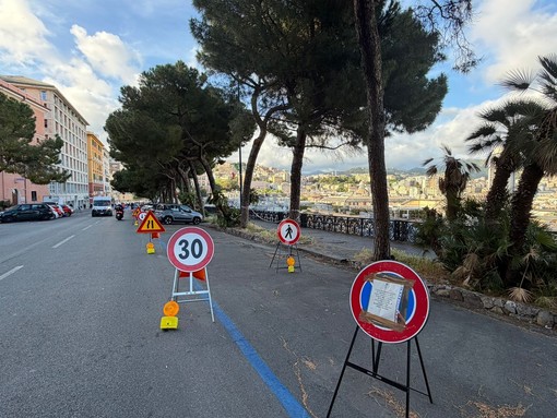 Caso alberi di corso Podestà, è scontro in Consiglio. Coppola “Siamo la prima amministrazione a pubblicare il censimento arboreo” Caso alberi di corso Podestà, è scontro in Consiglio. Coppola “Siamo la prima amministrazione a pubblicare il censimento arboreo”