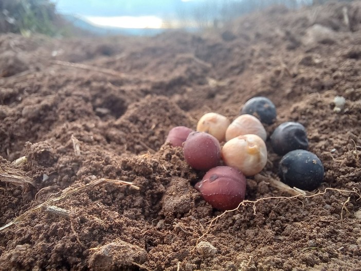 Dal seme al piatto - Ceci, gli umili legumi sulla tavola dei re