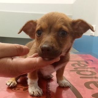 Cagnolina di due mesi recuperata a Castelletto, appello per trovare i proprietari