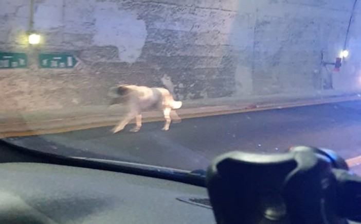 Genova, cane fugge in autostrada e muore investito da un'auto
