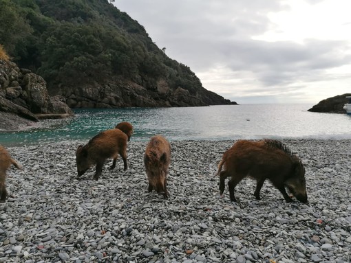 Cinghiali a spasso sulla spiaggia come bagnanti a San Fruttuoso di Camogli