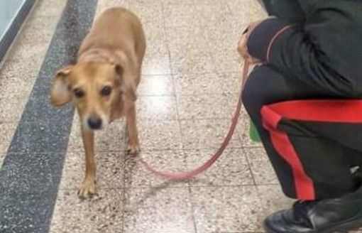 Lavagna, i carabinieri trovano un cane che vagava sull'Aurelia, l'appello: "Chi lo riconosce ci contatti" Lavagna, i carabinieri trovano un cane che vagava sull'Aurelia, l'appello: "Chi lo riconosce ci contatti"