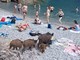 Una 'famiglia' di cinghiali in spiaggia a San Fruttuoso di Camogli (video)