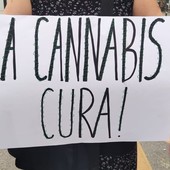 Cannabis terapeutica, disponibilità del farmaco e formazione dei medici le incognite per i pazienti liguri