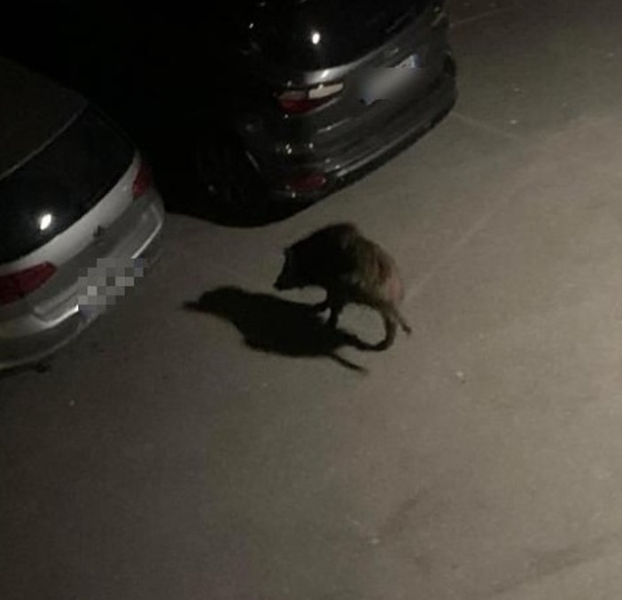 Cinghiali in città, numerose le segnalazioni ieri sera Cinghiali in città, numerose le segnalazioni ieri sera