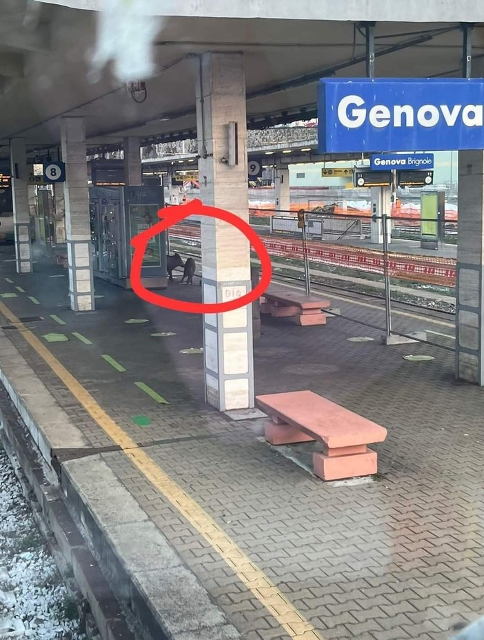 Genova, cinghiali al binario della stazione di Brignole. Aspettano il treno? Genova, cinghiali al binario della stazione di Brignole. Aspettano il treno?