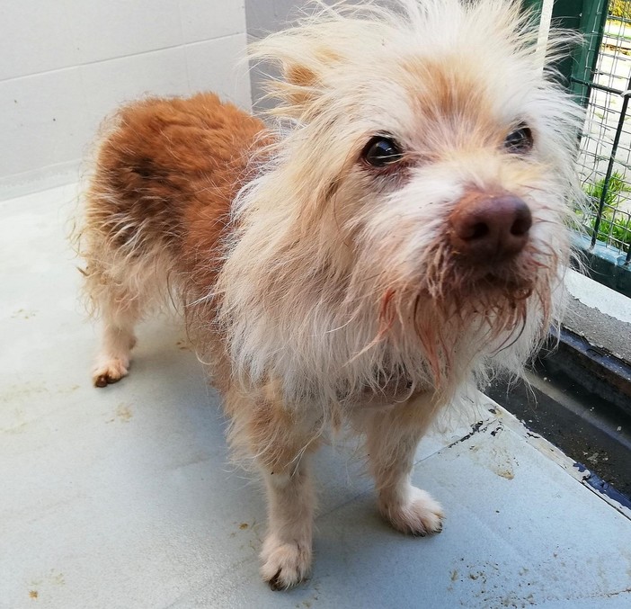 Lega, la sezione di Genova centro adotta tre cani e tre gatti