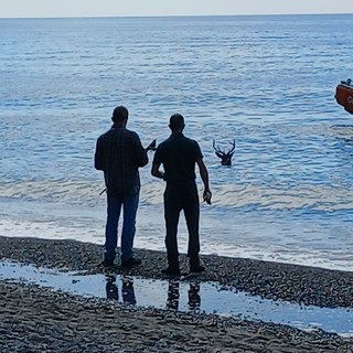 Cervo finisce in mare a Cavi di Lavagna: recuperato e riportato sulle alture Cervo finisce in mare a Cavi di Lavagna: recuperato e riportato sulle alture