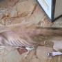 Marassi, cane muore per maltrattamenti: il proprietario denunciato per la detenzione crudele
