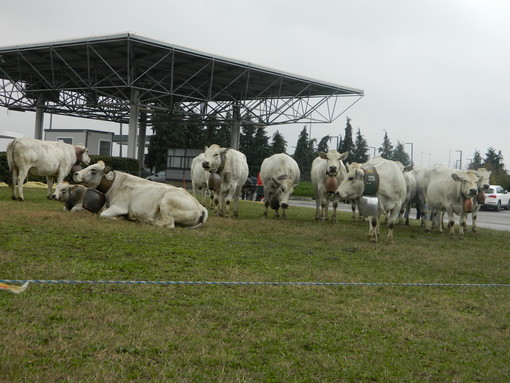 Sabato 6 novembre, webinar “conosco la piemontese” in diretta su tutte le piattaforme BeLocal e TargatoCN