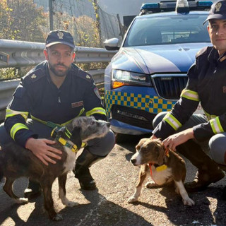 Due cani vagano sulla A7, salvati dalla Polizia Stradale