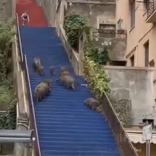 Dieci cinghiali di corsa sulla scalinata Filippo Guerrieri. Il video virale su Tik Tok