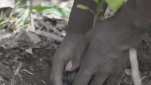 Carige e Creditis for Treedom, con Mysura Green pianti un albero e aiuti il pianeta (Video)