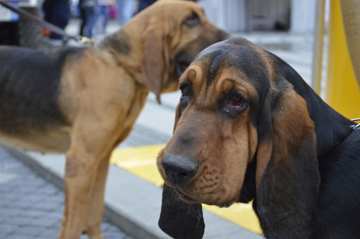 Coronavirus: come tutelare il benessere degli animali da compagnia in un momento di emergenza