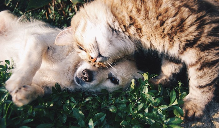 Seppellire cane, gatto, pesciolino rosso... in Piemonte nuova legge per le aziende agricole. In Liguria?