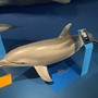Museo di storia naturale sempre più inclusivo: la Sala Cetacei ha un nuovo percorso multisensoriale